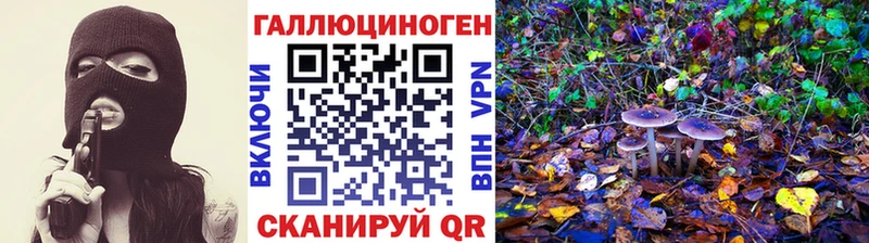 как найти Горняк Псилоцибиновые грибы Psilocybine cubensis